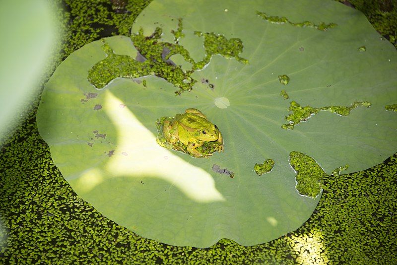 File:Pelophylax chosenicus.jpg