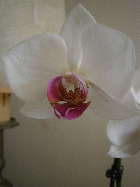 File:Phalaenopsis cv 07b.JPG