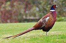 Mongolian ringneck-type common pheasant Male