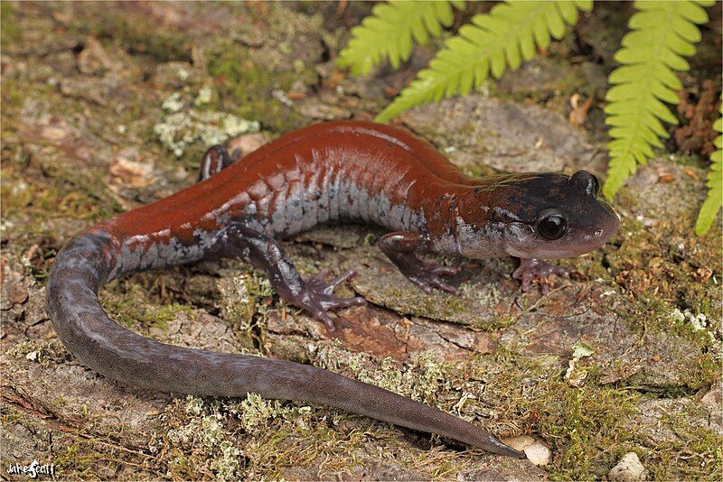 File:Plethodon yonahlossee.jpg