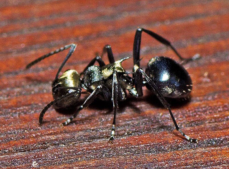 File:Polyrhachis cleopatra.jpg