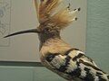 Preserved Hoopoe