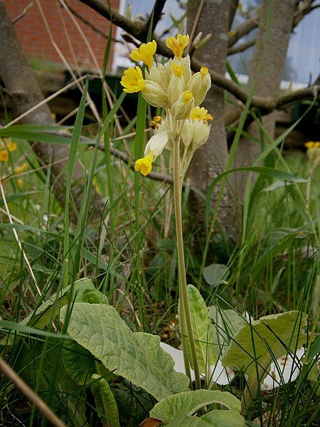 File:Primula veris RHu01.jpg