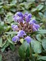 Prunella hastifolia close-up