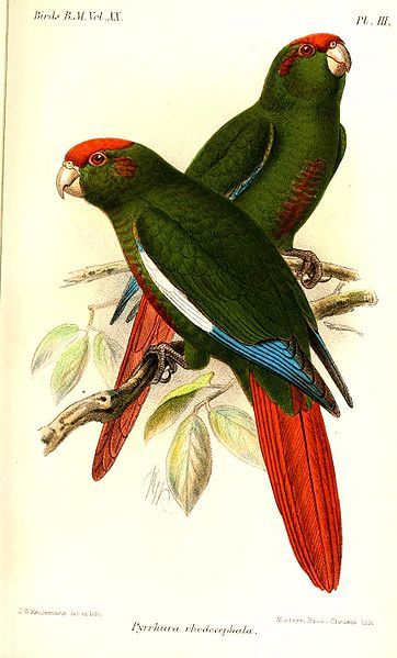 File:PyrrhuraRhodocephalaKeulemans.jpg