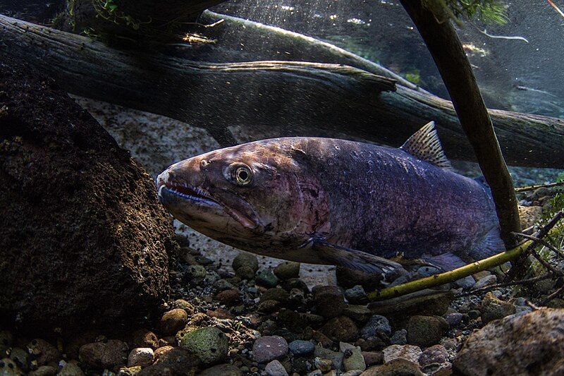 File:Redband trout.jpg