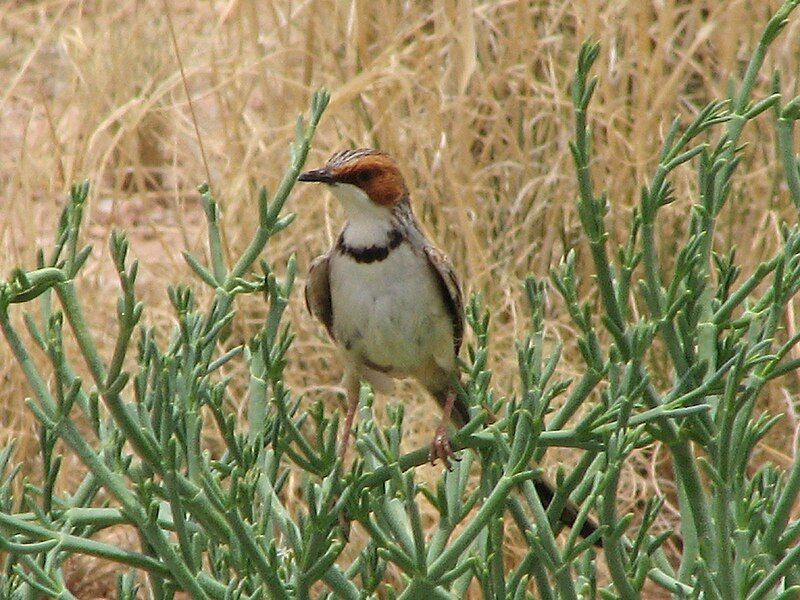 File:Rufous-eared Warbler.jpg