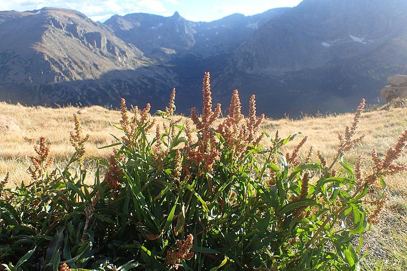 File:Rumex salicifolius kz01.jpg