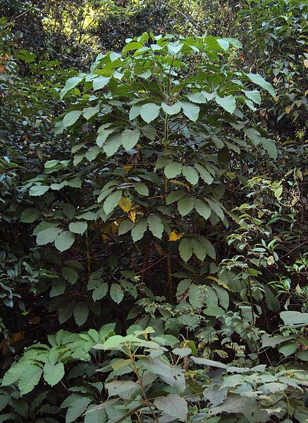 File:Schefflera racemosa 3.JPG