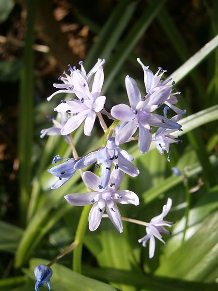 File:Scilla lilio-hyacinthus 07.JPG