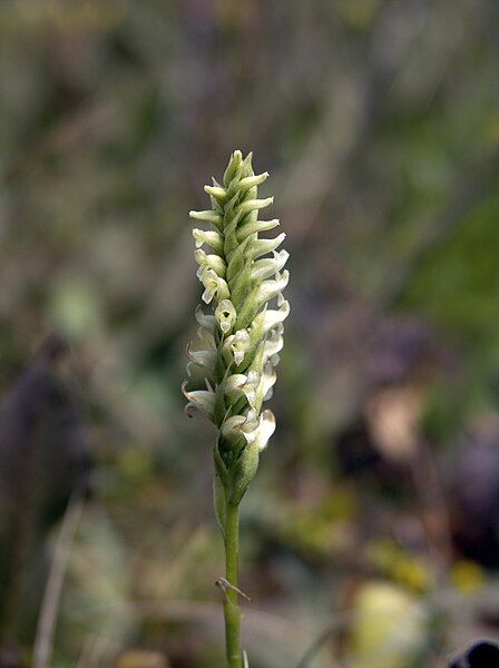 File:Spiranthes romanzoffiana.jpg