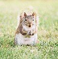 Squirrel feeding.