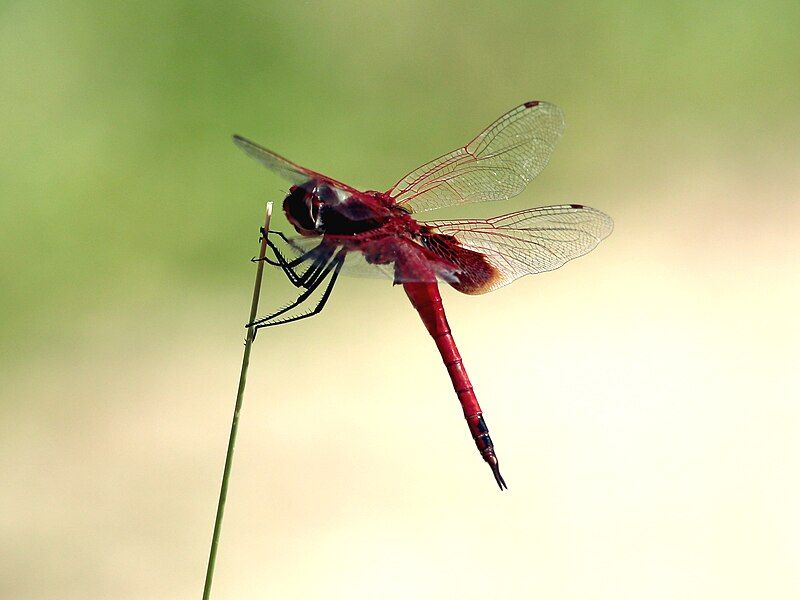 File:Tramea stenoloba 5328.jpg