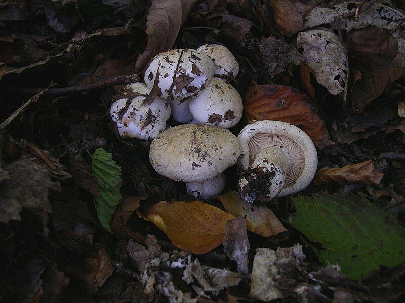 File:Tricholoma acerbum.JPG