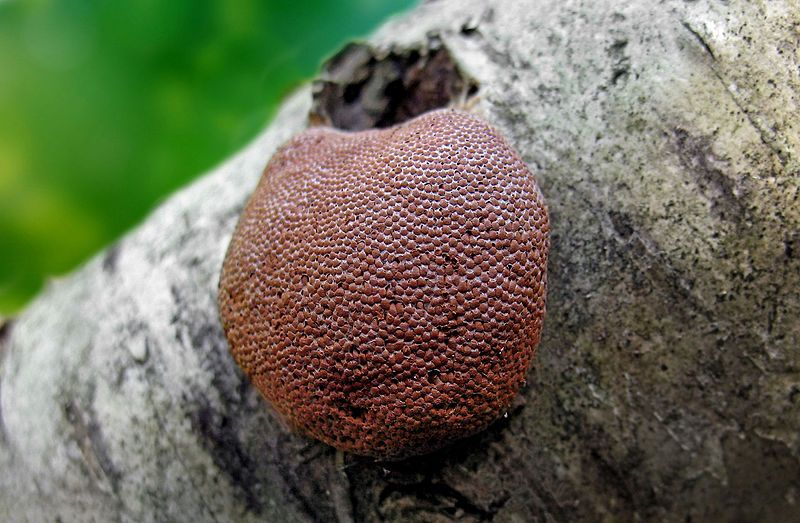 File:Tubifera applanata.jpg