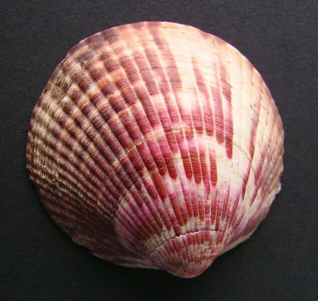 File:Tucetona laticostata 2.JPG