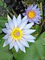 Two water-lilies at Hodges Gardens, Park and Wilderness Area.