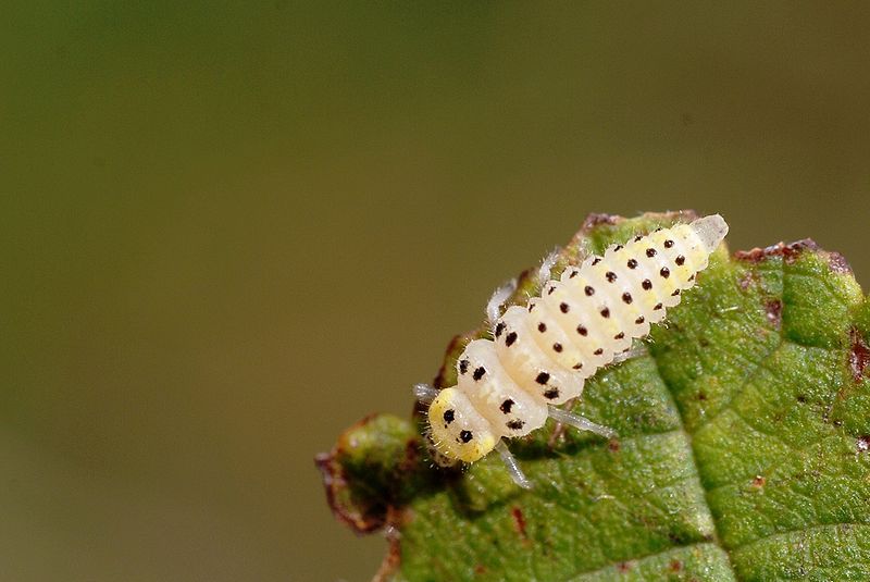 File:Vibidia duodecimguttata larva.jpg