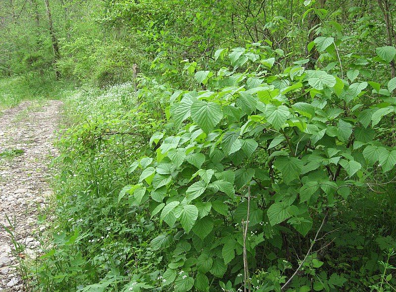 File:Viburnum molle.jpg