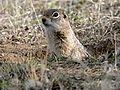 Washington ground squirrel