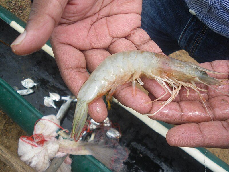 File:White shrimp.jpg