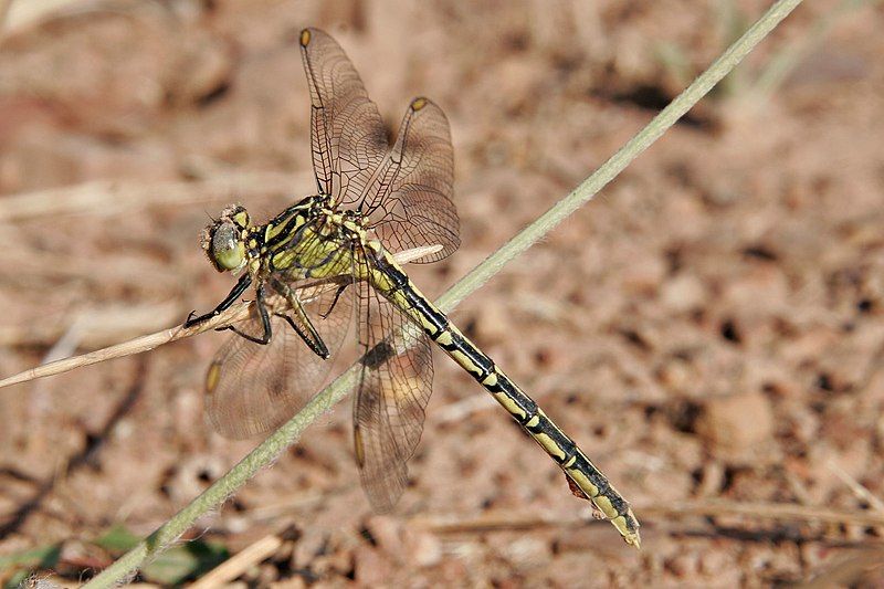 File:Yellow-striped hunter dragonfly03.jpg