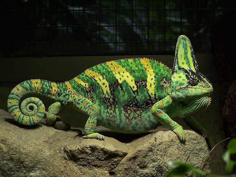 File:Yemen Chameleon.jpg