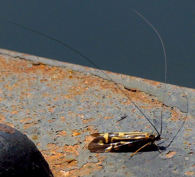 File:Zebra Caddis.jpg