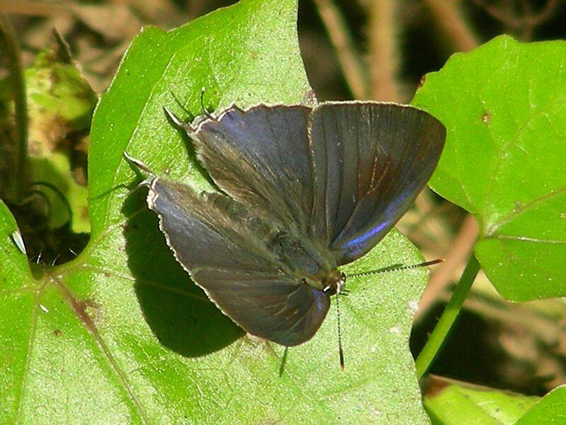 File:AB103 Hypolycaena erylus.JPG