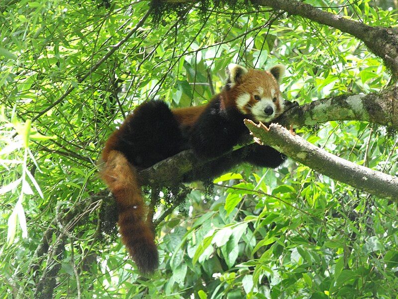 File:A Red Panda.jpg