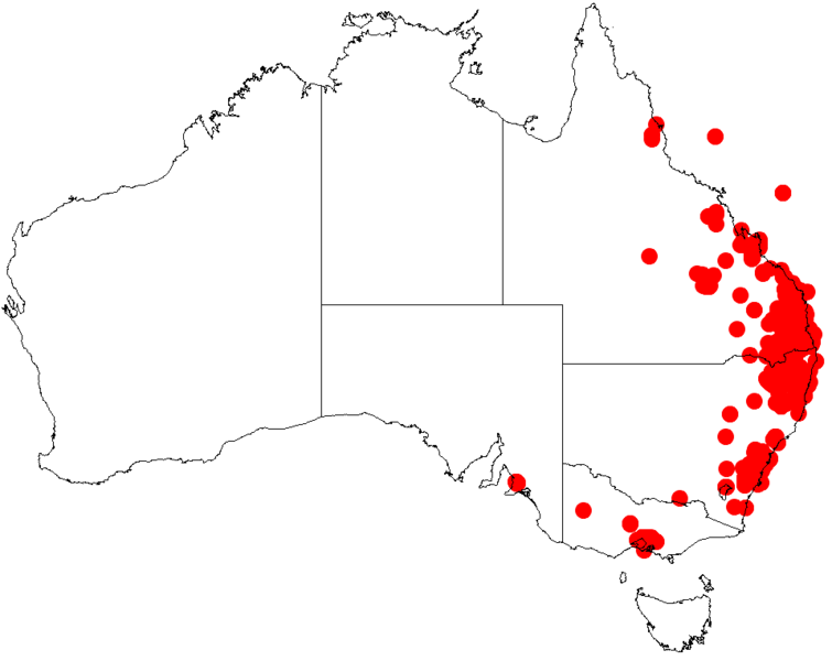 File:Acacia fimbriataDistMap358.png