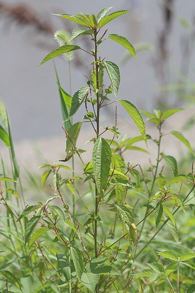 File:Acalypha australis 5.JPG