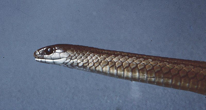 File:Adelophis foxi head.jpg