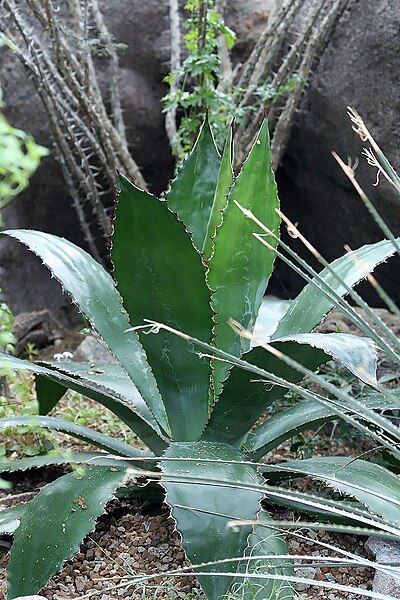 File:Agave americana 3zz.jpg