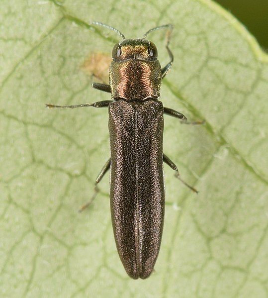 File:Agrilus cephalicus (50093495867).jpg