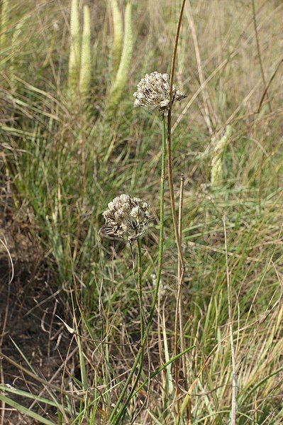 File:Allium clathratum 151390480.jpg