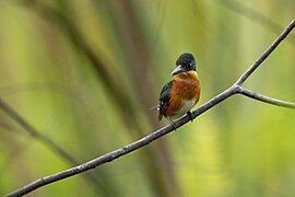 An American Pygmy Kingfisher