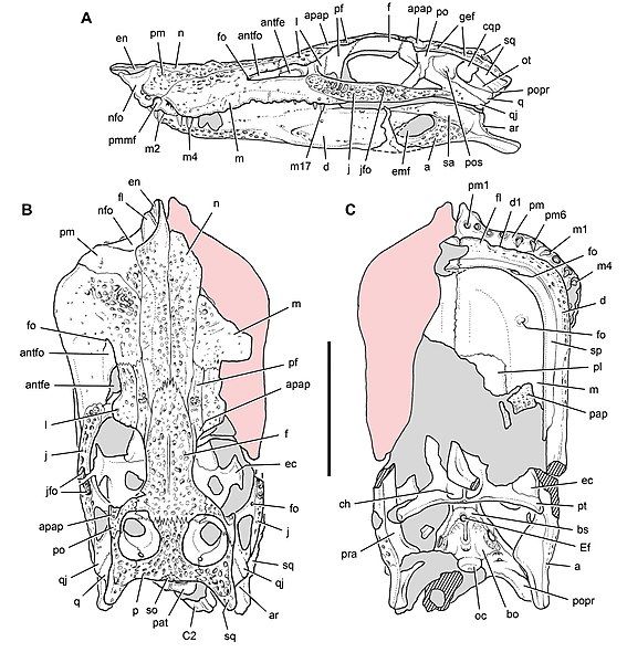 File:Anatosuchus skull diagrams.jpg