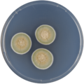 Aspergillus microcysticus growing on CYA plate