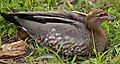 A Female Australian Wood Duck