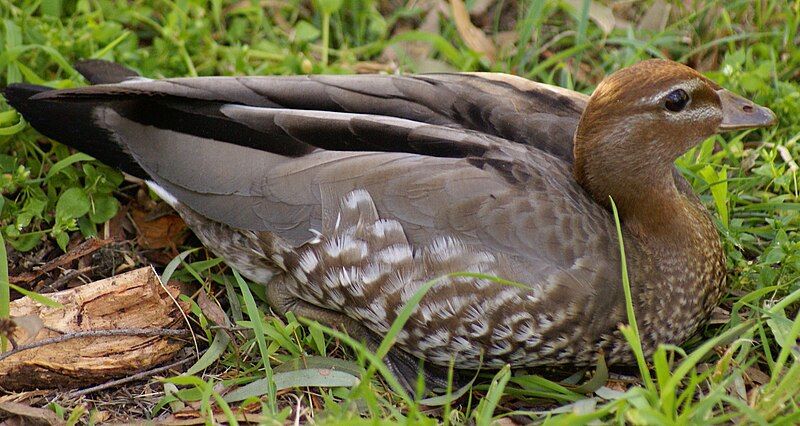 File:AustralianWoodDuckFemale.JPG