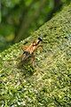 Benhamyia apicalis on a tree in Christchurch