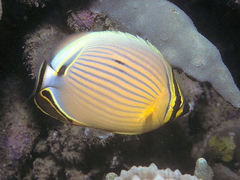 File:Bep chaetodon lunulatus.jpg