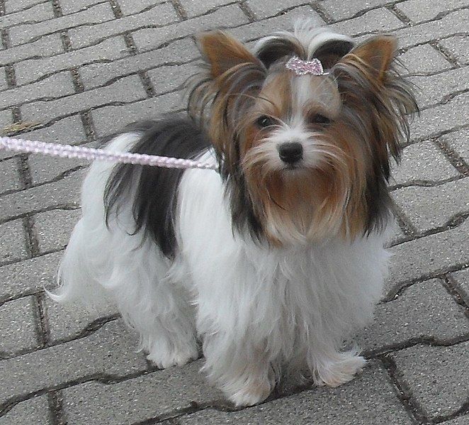 File:Biewer Yorkie.jpg