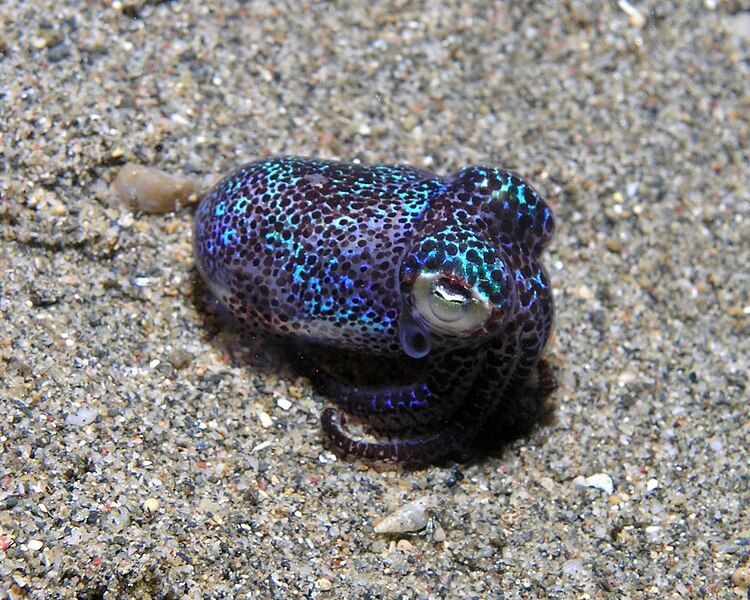 File:Bobtail squid.jpg