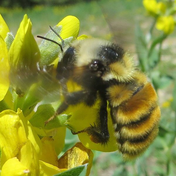 File:Bombus appositus lateral1.jpg