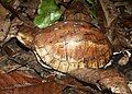 C. g. bourreti, lateral view, light-colored variety (Cambodia/Laos)