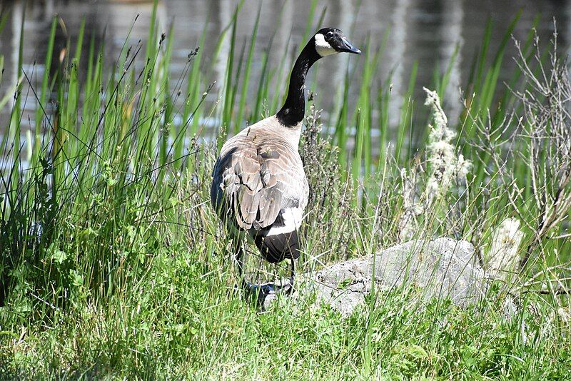 File:Branta canadensis2.jpg