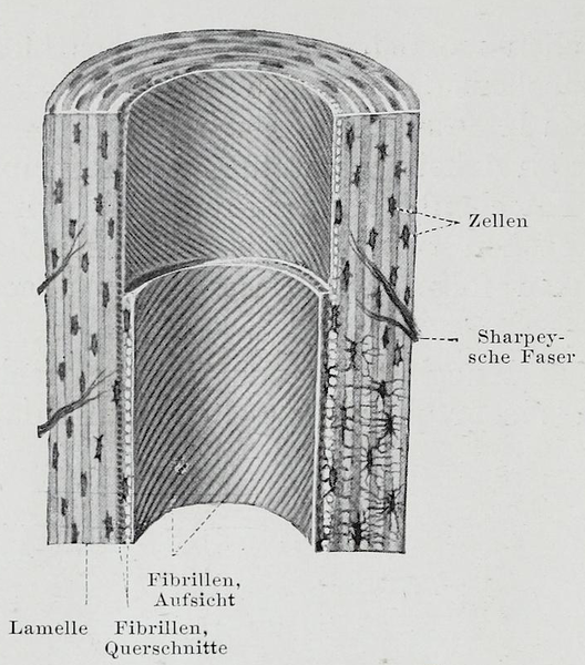 File:Braus 1921 22.png