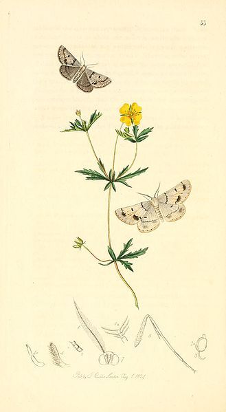 File:Britishentomologyvolume1Plate33.jpg